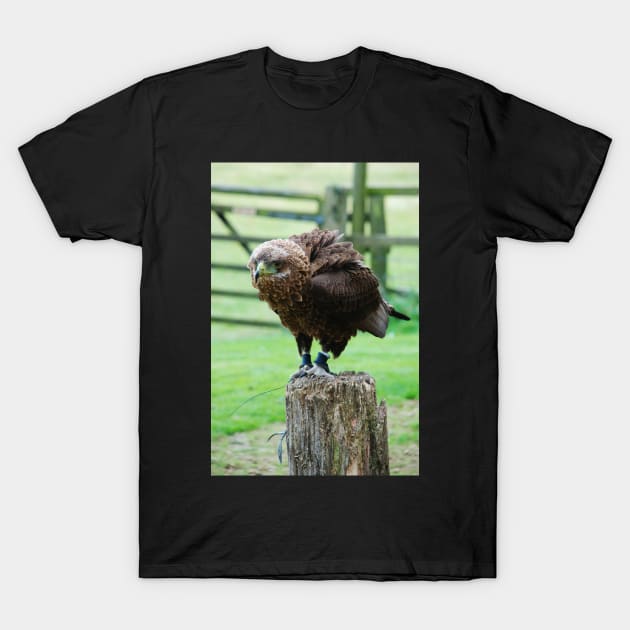 Bateleur Eagle T-Shirt by RichardGibb